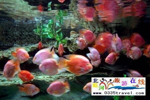 秦皇岛新澳海底世界